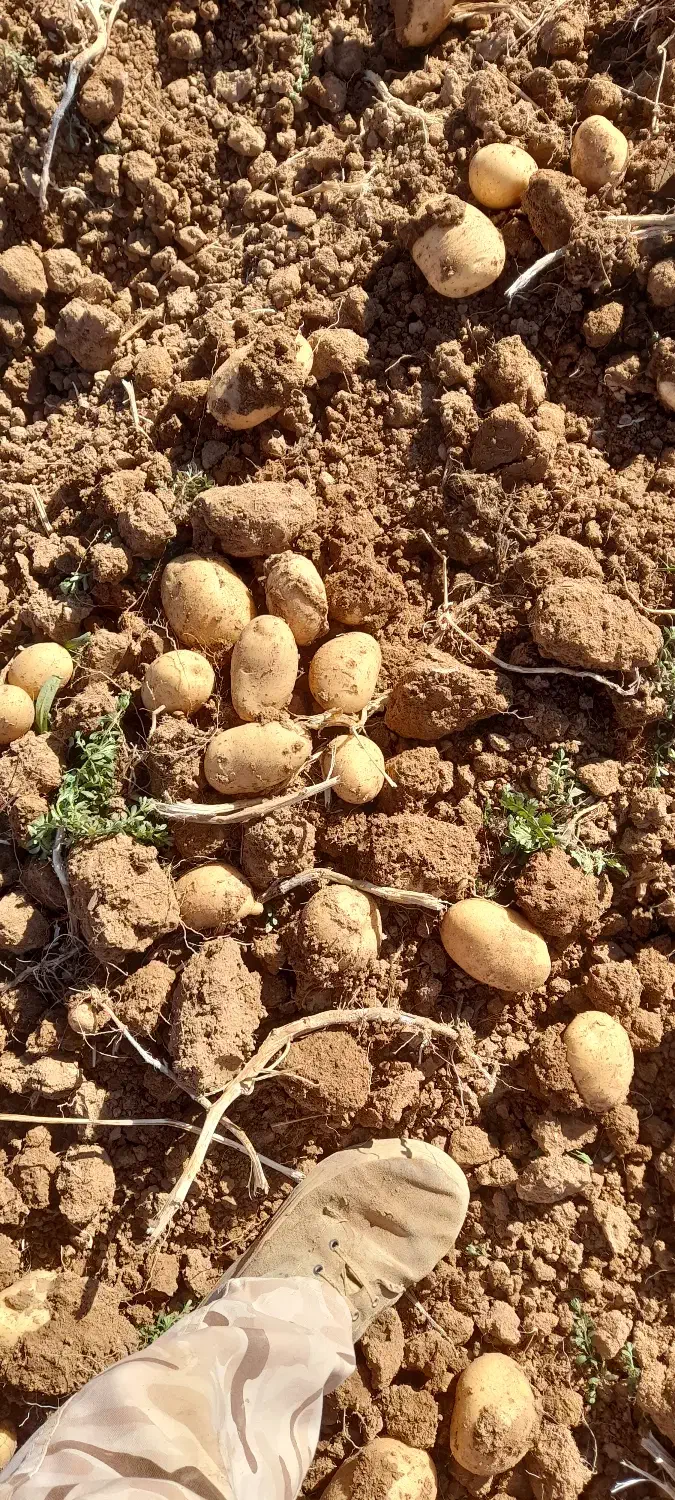 سیب جلی وبامبا|عمده‌فروشی|حسن آباد, |دیوار