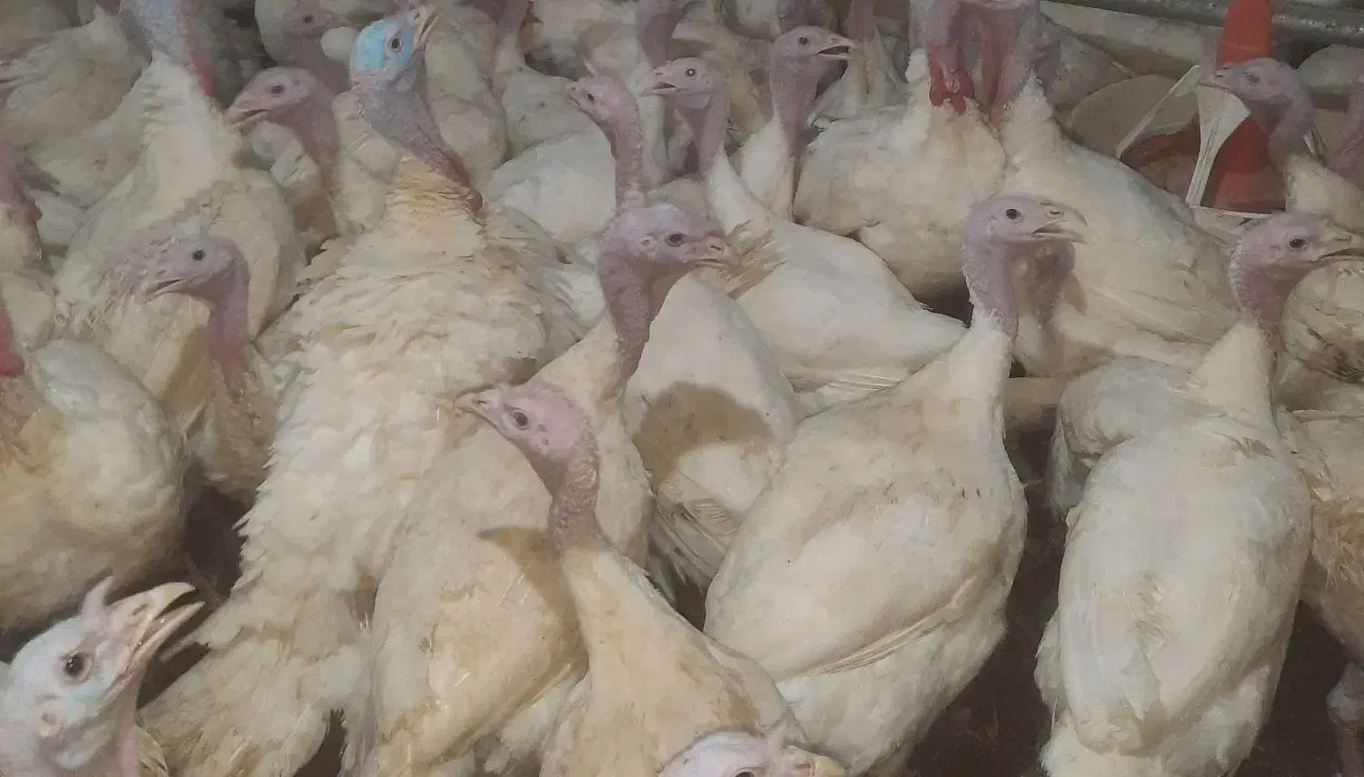 کارگر مرغداری|استخدام سرایداری و نظافت|قرچک, پارس سرام|دیوار