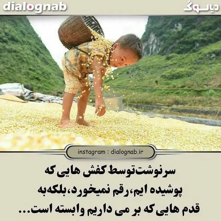 جو محلی تومی بذری منطقه آبدانان|خدمات باغبانی و درختکاری|آبدانان, |دیوار
