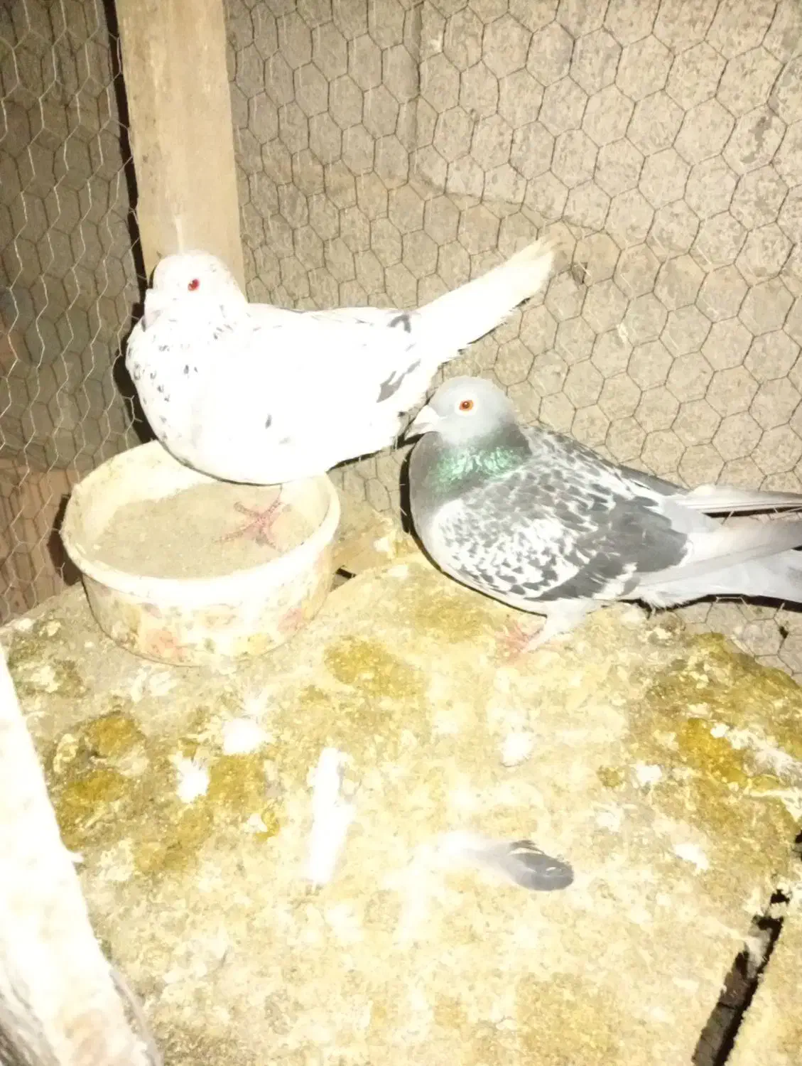 کبوتر جفتگاهی|حیوانات|گرگان, |دیوار