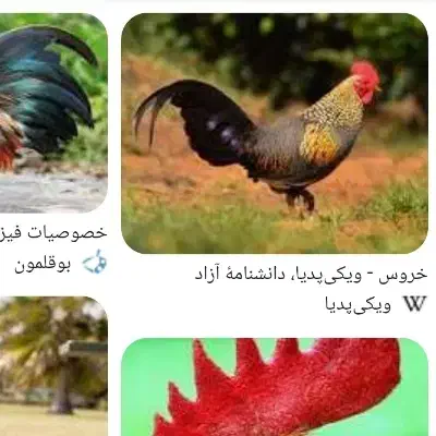 خروس پیدا شده|حیوانات|بیرجند, |دیوار