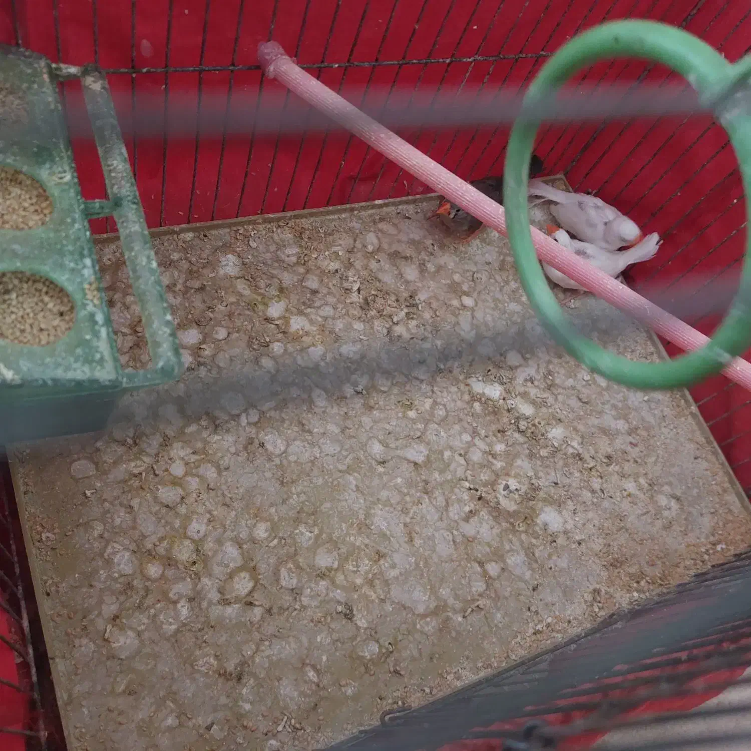 فنچ ماده|پرنده|کرج, حصارک بالا|دیوار