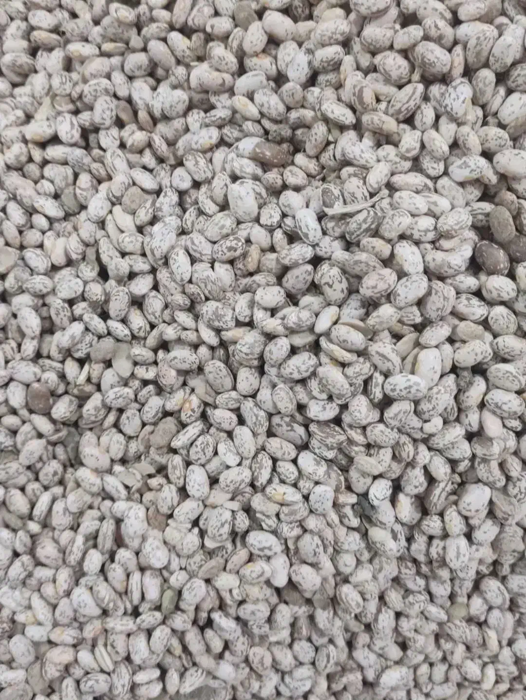 لوبیا چیتی (ارتشی)،مامونیه|خوردنی و آشامیدنی|زرندیه, |دیوار