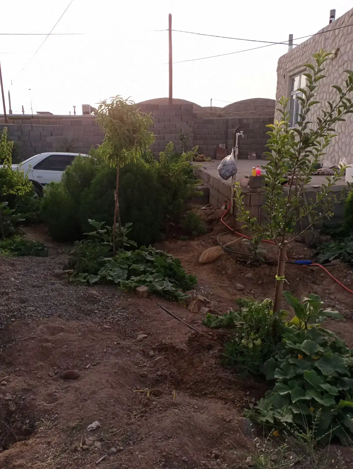 حیاط فروشی|فروش خانه و ویلا|هلالی, |دیوار