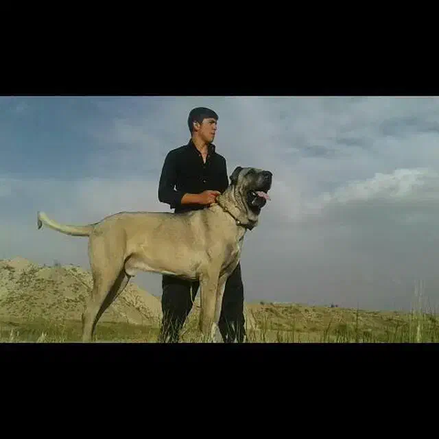 سگ خشن|سگ|ایجرود, |دیوار