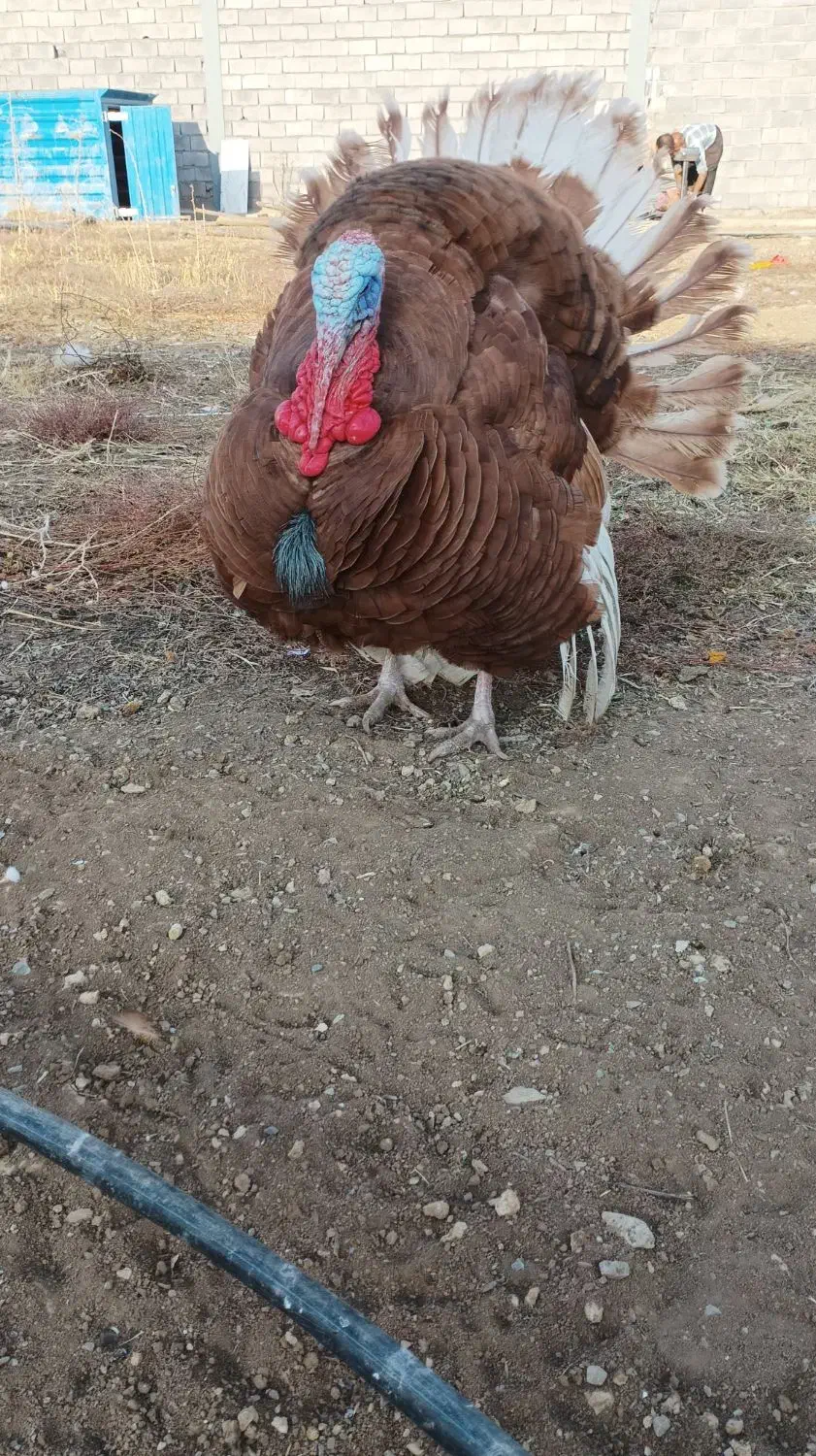 بوقلمون بوربون و برنز (قه لی سور و رش)|حیوانات مزرعه|مریوان, |دیوار