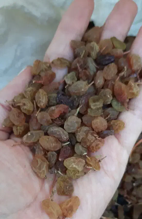 کشمش تیزابی|خوردنی و آشامیدنی|ملایر, |دیوار