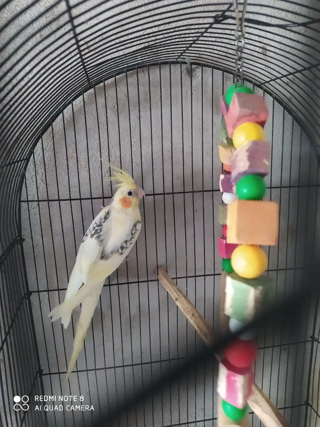 عروس هلندی دوکت و مولد و معاوضه|پرنده|رشت, حومه رشت|دیوار