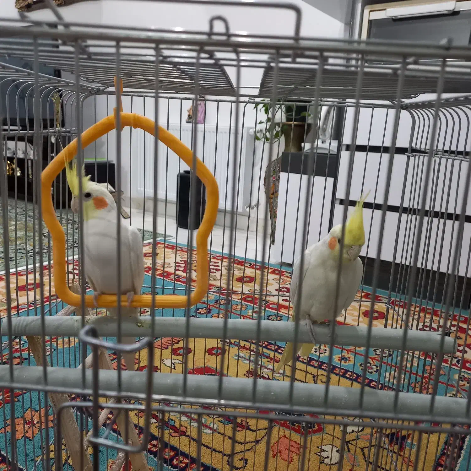 عروس هلندی|پرنده|بروجرد, |دیوار