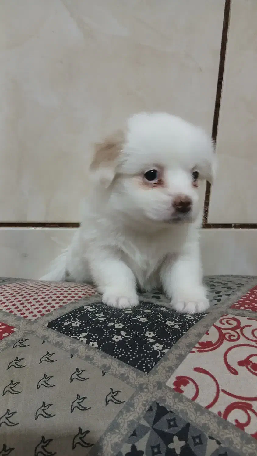 چند کوچولوی خانگی آماده واگذاری|سگ|شیراز, دست خضر|دیوار