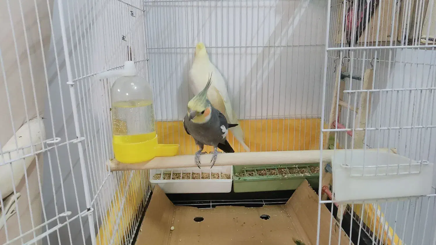 عروس هلندی یک جفت سالم و کشیده|پرنده|پاکدشت, پاکدشت (مامازند)|دیوار