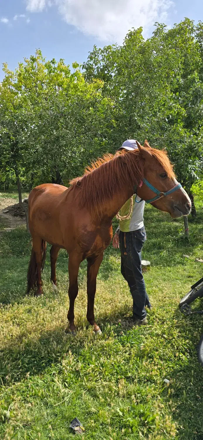 اسب|اسب و تجهیزات اسبسواری|شیروان (خراسان), |دیوار