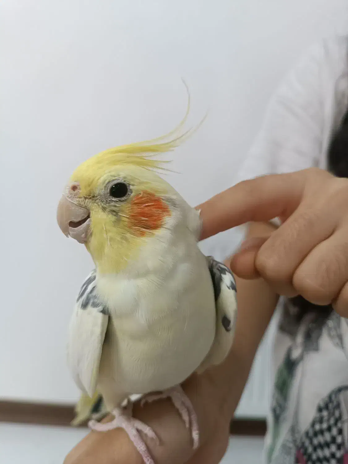 عروس هلندی تاج پرنسسی|پرنده|قائم‌شهر, |دیوار