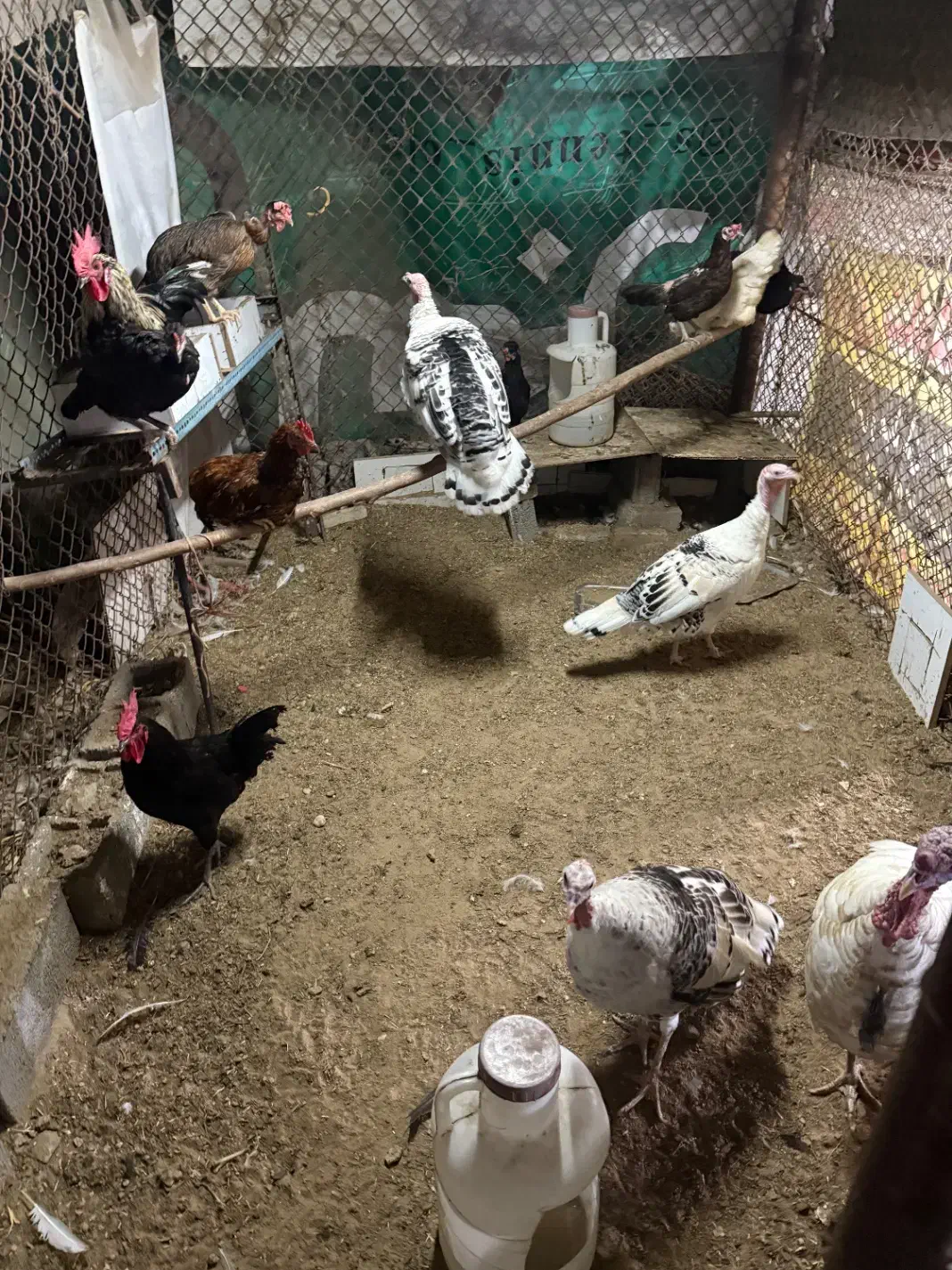 بوقلمون ومرغ|حیوانات مزرعه|بندرعباس, |دیوار