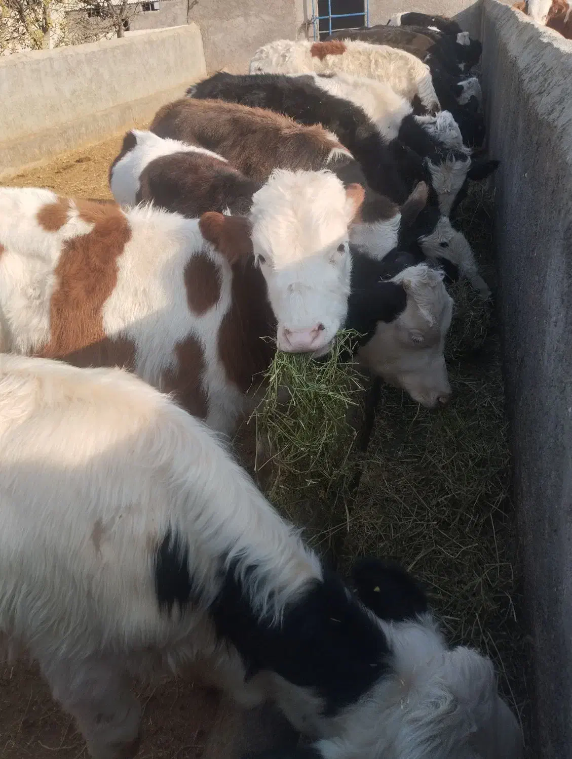 ۲۲عدد گوساله دورگ سیمینتال جنس باب داشت|حیوانات مزرعه|پیشوا, |دیوار