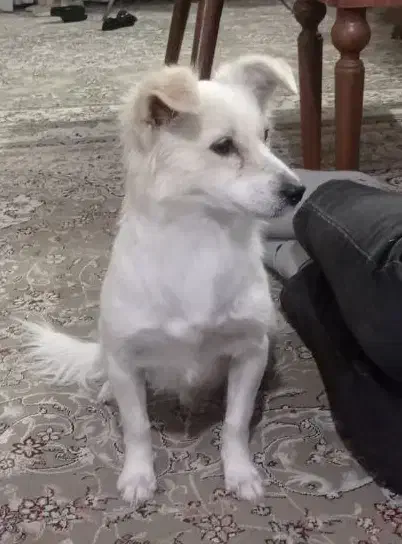 سگ پامراشپیتز.|سگ|اصفهان, قائمیه|دیوار