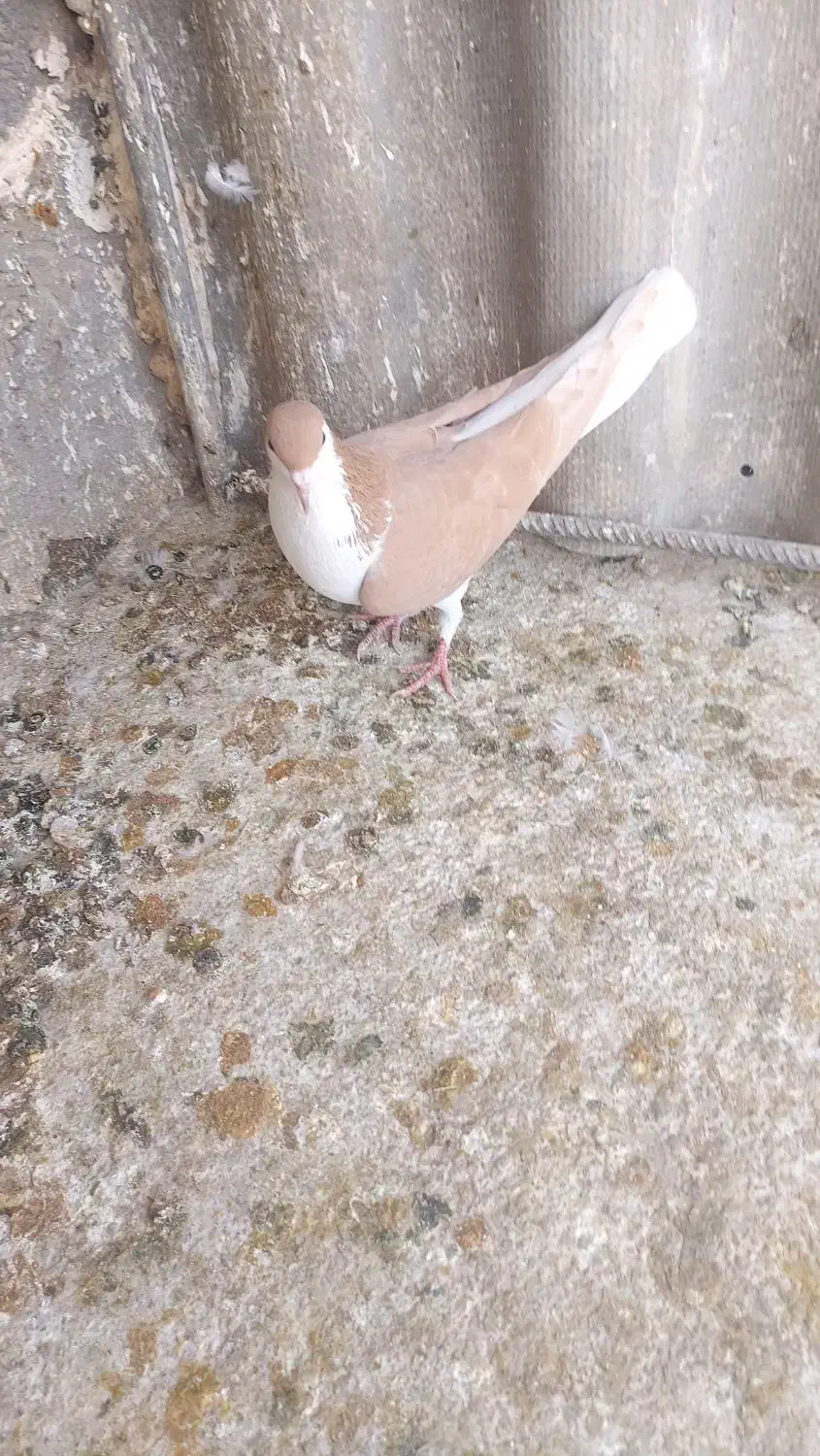 سده زرد|پرنده|اسفراین, |دیوار