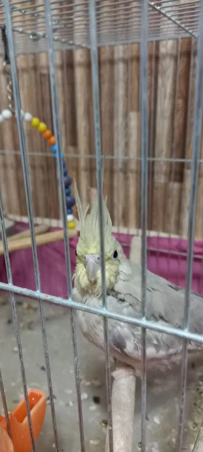 عروس هلندی(نر، ماده)|پرنده|نجف‌آباد, شهدای غربی|دیوار