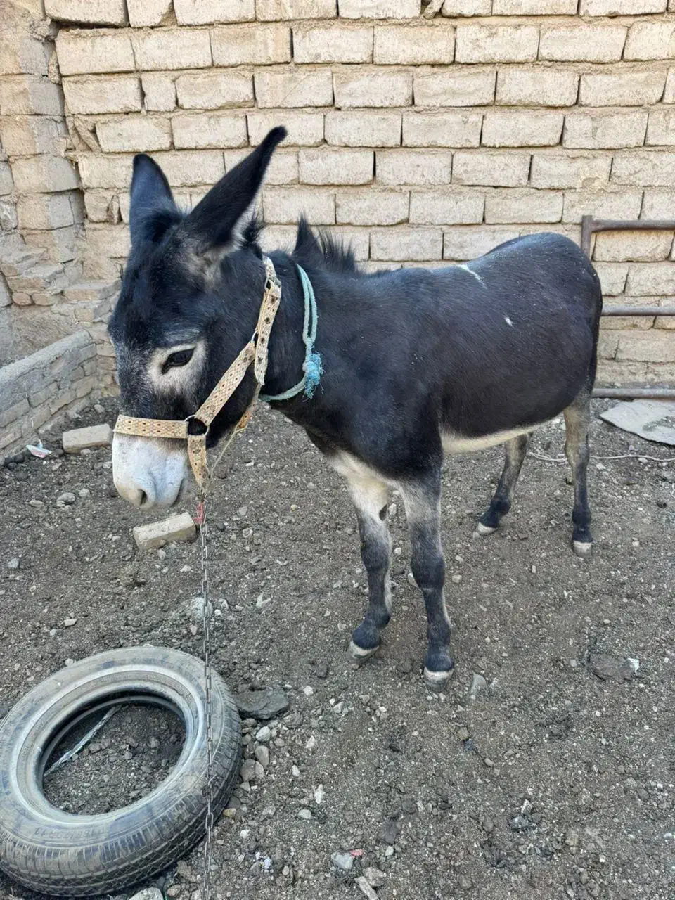 خر . الاغ|حیوانات مزرعه|هشتگرد, هیو|دیوار