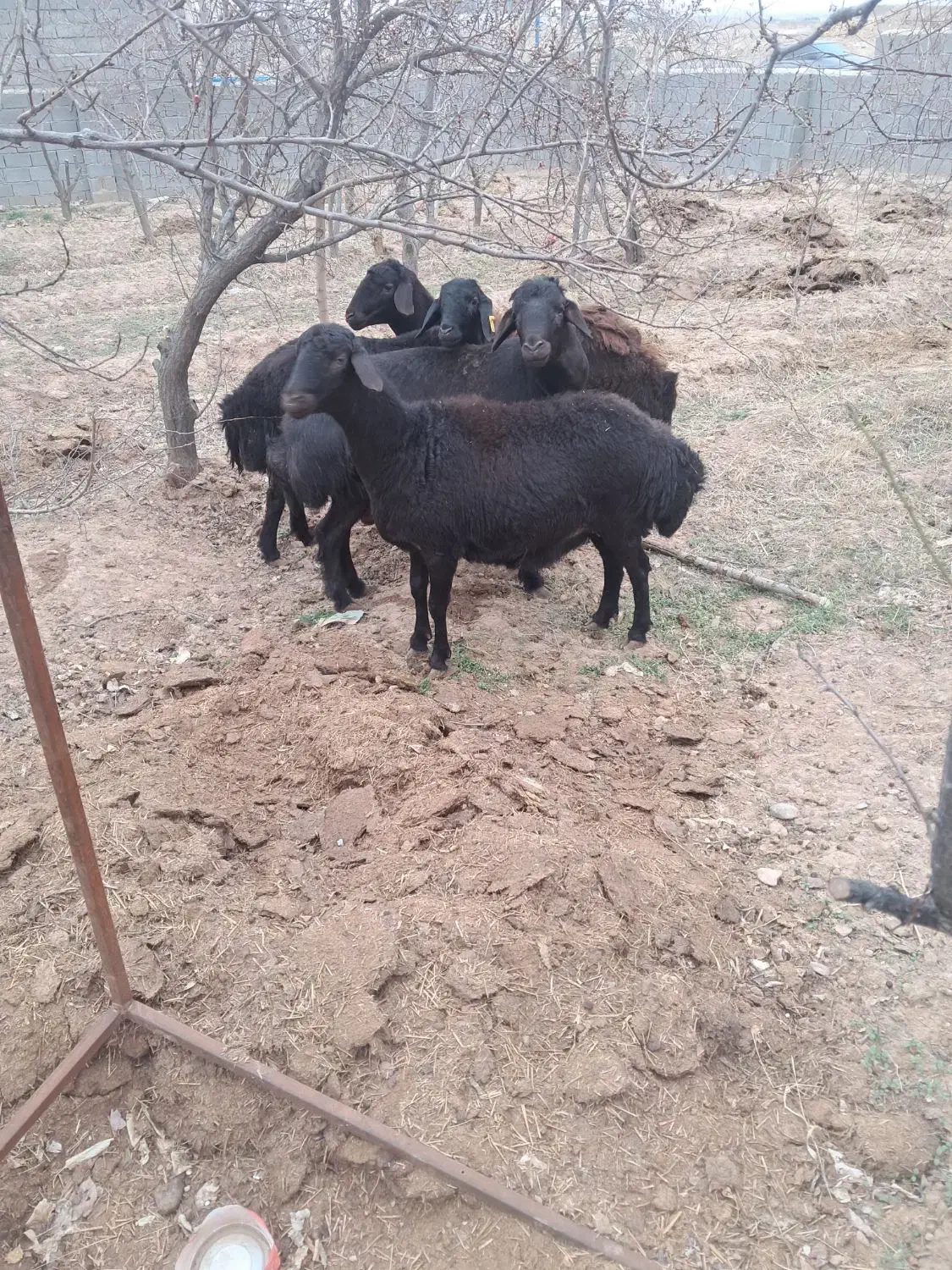 میش بره|حیوانات مزرعه|هشتگرد, خور|دیوار