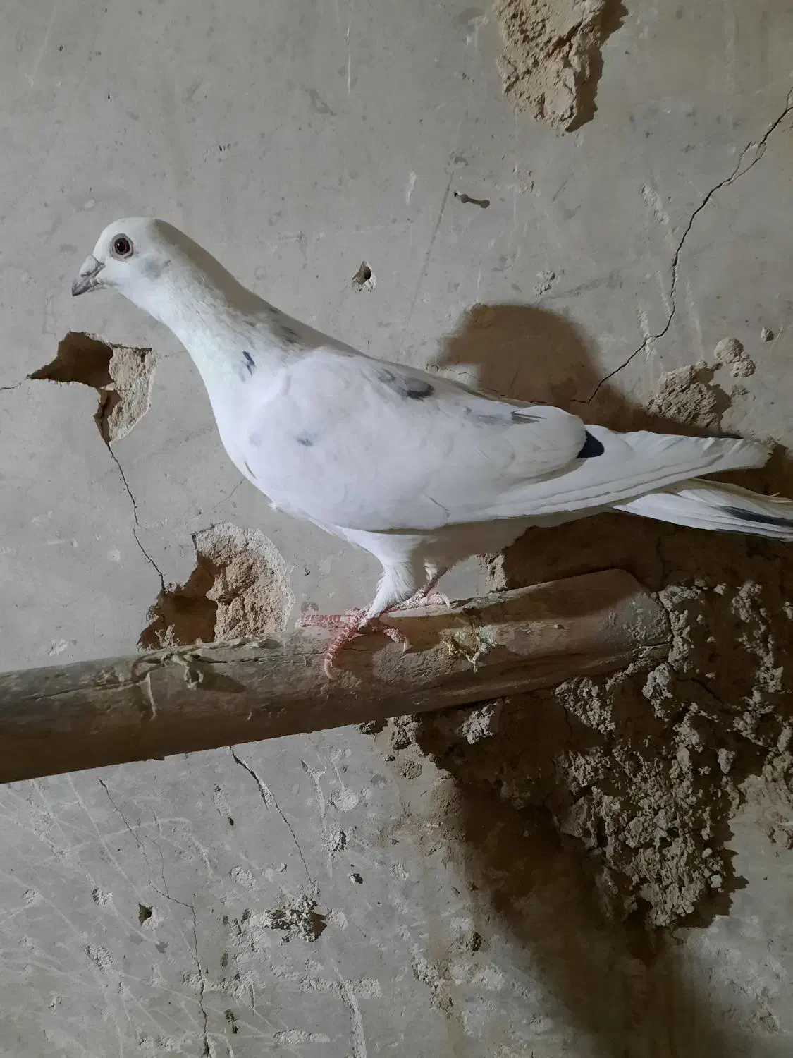 کبوتر المانی|پرنده|فردوس (خراسان), |دیوار