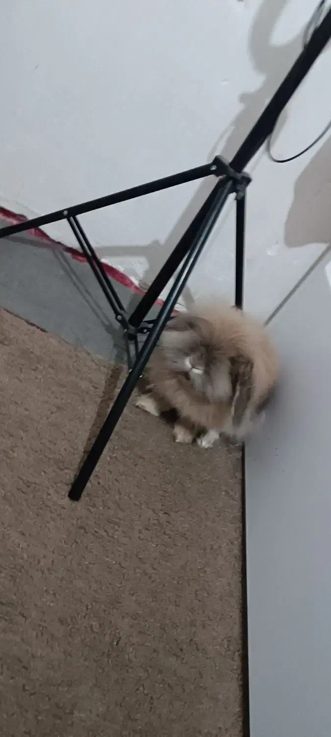 خرگوش لپ|موش و خرگوش|آبادان, |دیوار