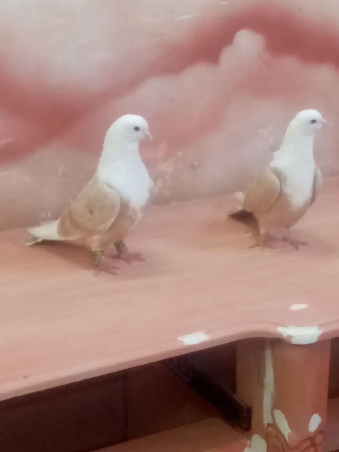 کبوتر|پرنده|نیشابور, سرآب کوشک|دیوار