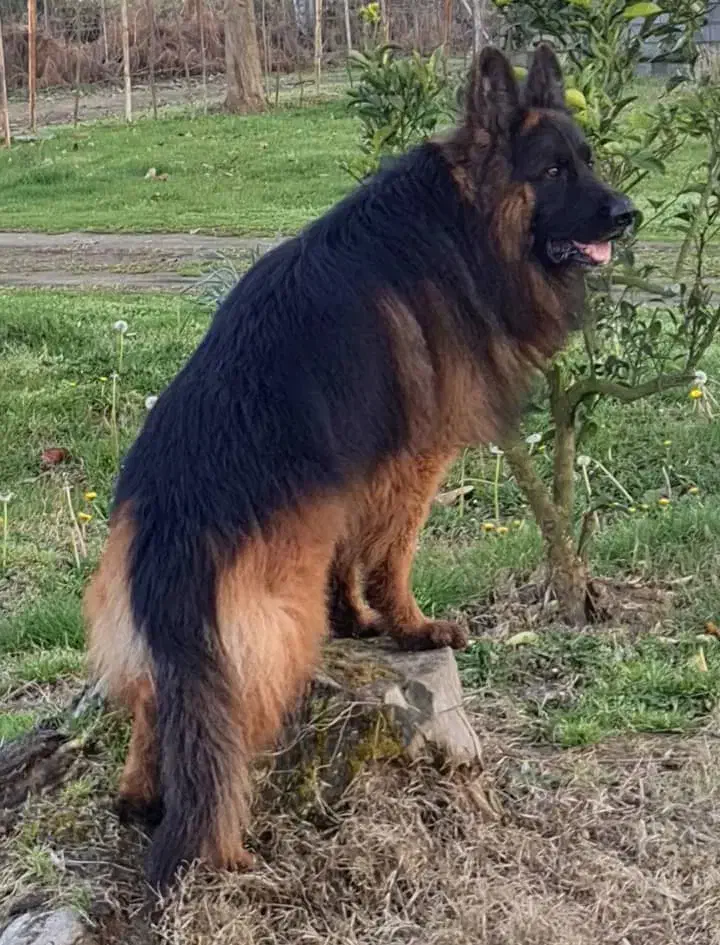 ژرمن شپرد شولاین کینگ|سگ|تهران, سعادتآباد|دیوار