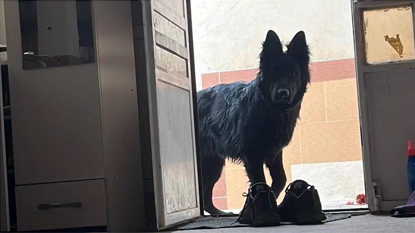 توله نر بلک ژرمن شپرد شولاین|سگ|دوگنبدان, |دیوار