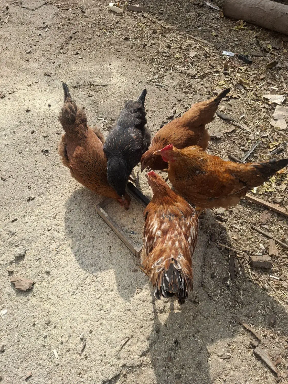 دوخروس وسه مرغ قیمت توافقی|حیوانات مزرعه|تویسرکان, |دیوار