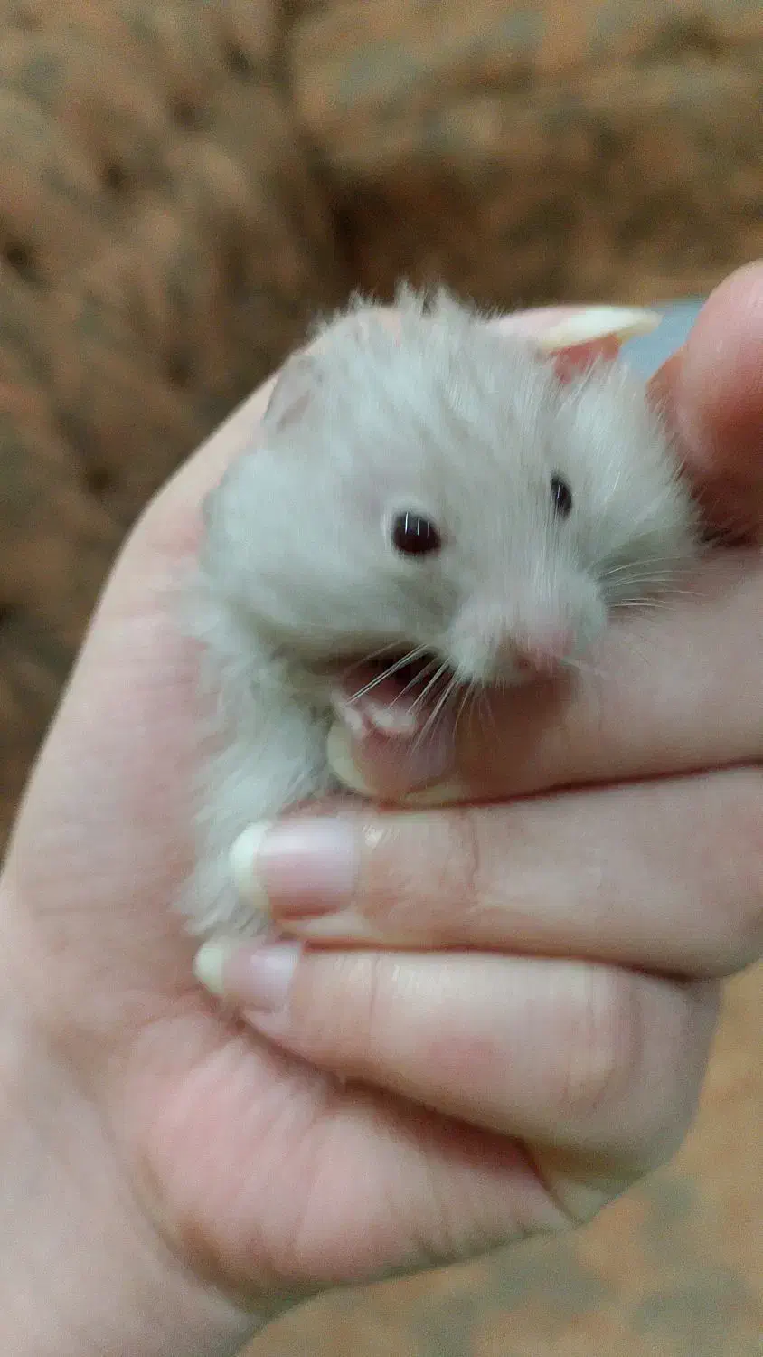 فروش همستر( فوری)|موش و خرگوش|یزد, |دیوار