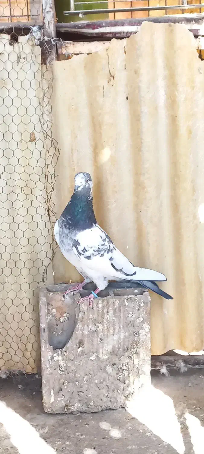 کبوتر پرشی|پرنده|اصفهان, گرکان|دیوار