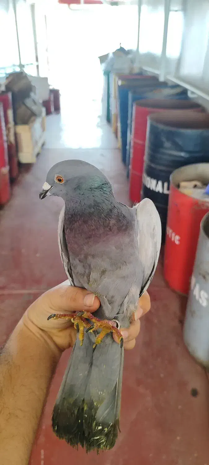 کفتر گمشده|حیوانات|آبادان, |دیوار