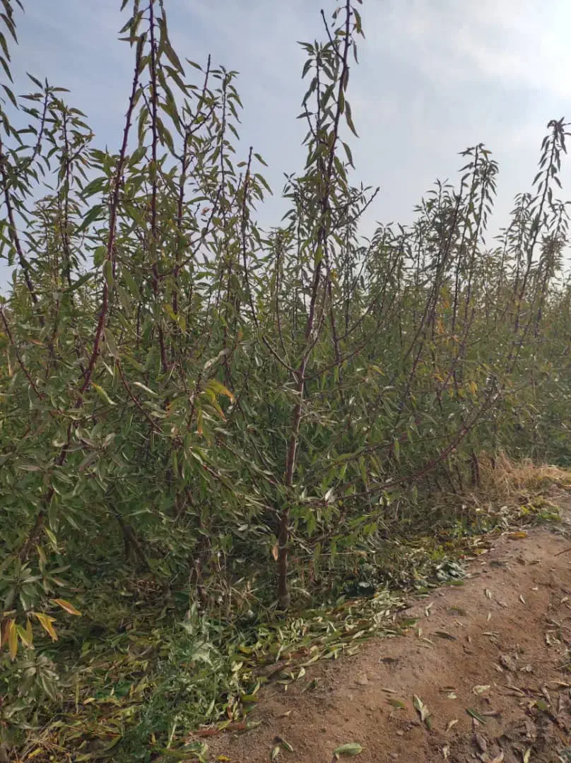 فروش انواع نهال های اصلاح شده و تظمینی درینگی کند|خدمات باغبانی و درختکاری|خسروشاه, |دیوار