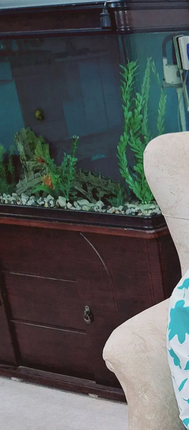 آکواریوم شرکتی|ماهی|اهواز, فولاد|دیوار