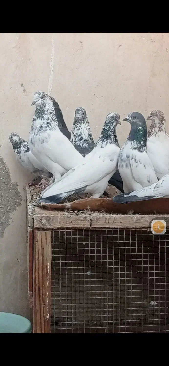 کبوتر کاشونی پرشی|پرنده|پیر بکران, |دیوار