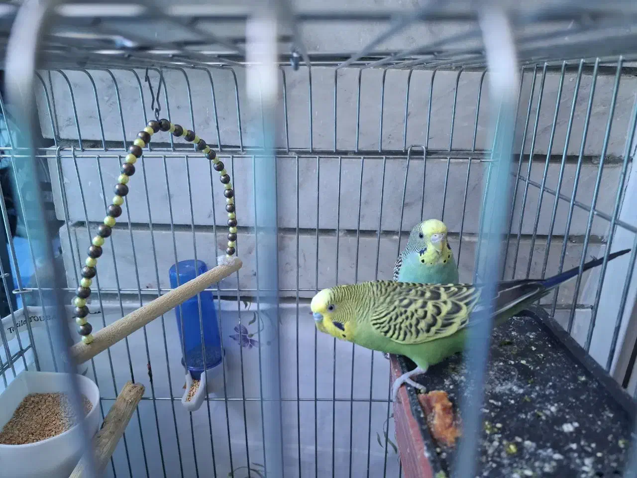 یه جفت مرغ عشق|پرنده|شهرکرد, |دیوار