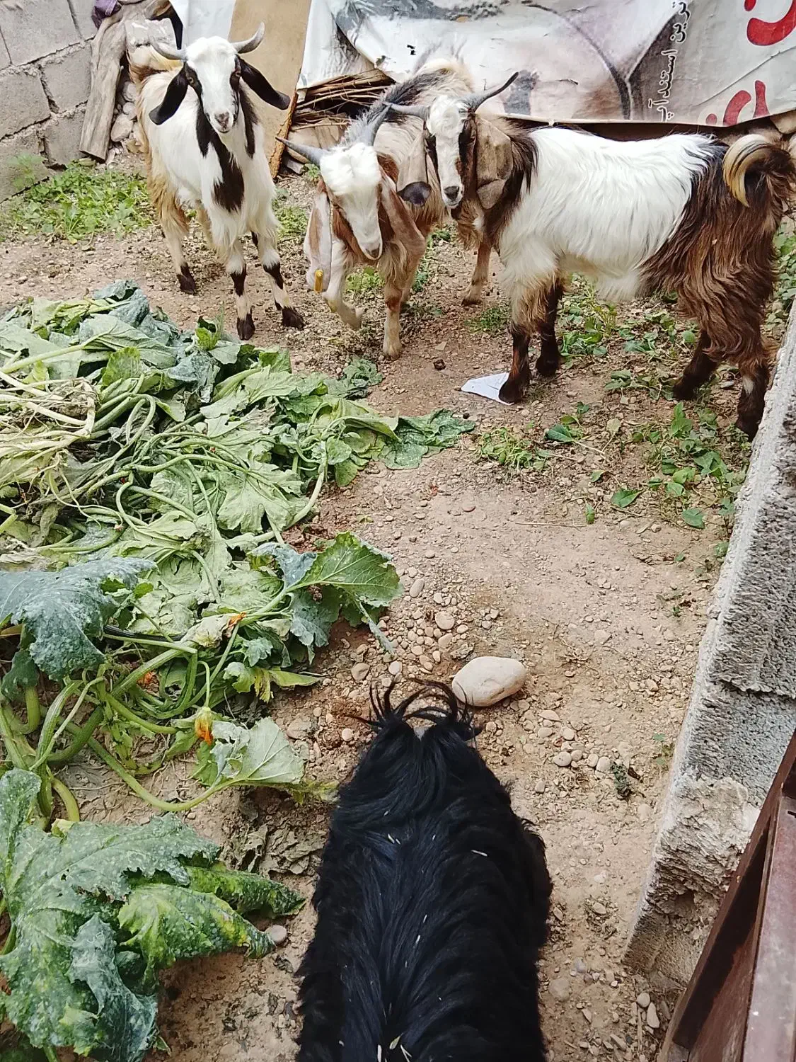 چپش مس چهارتا نر|حیوانات مزرعه|اندیمشک, |دیوار