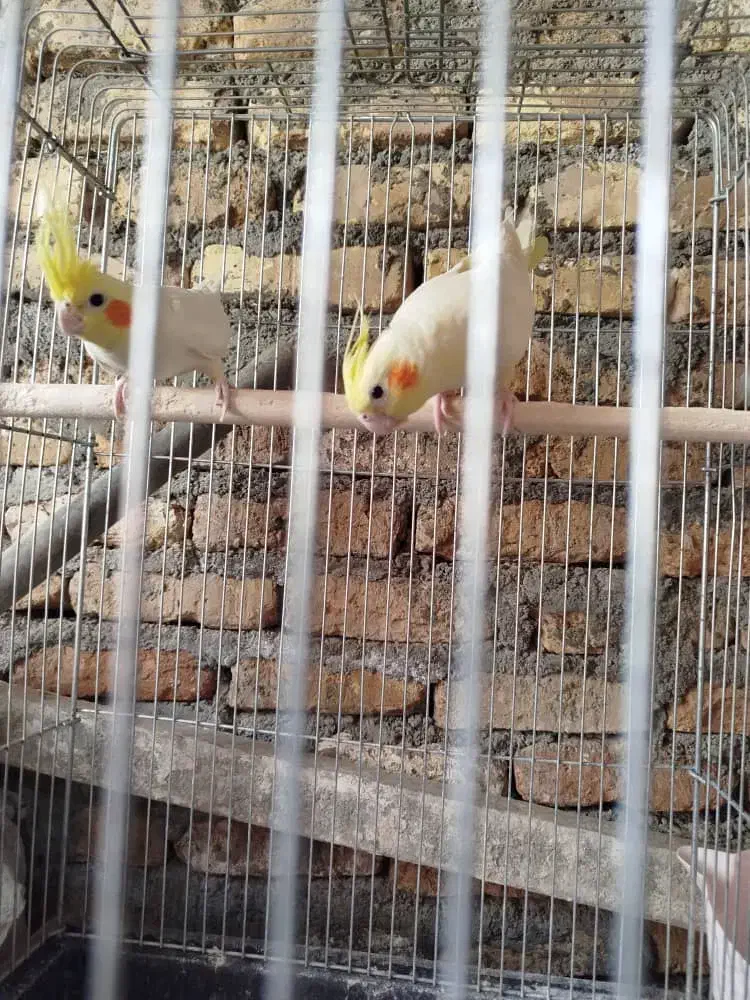 جفت عروس هلندی با قفس|پرنده|میناب, |دیوار