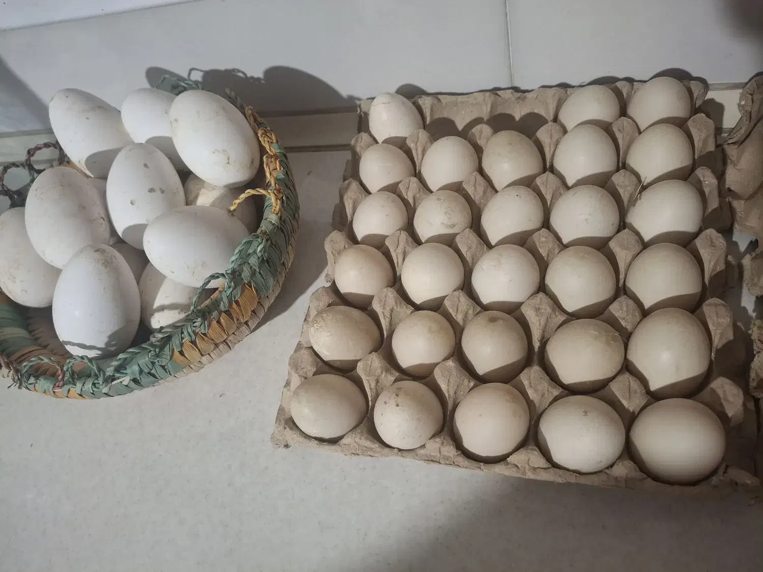 فروش تخم اردک اسرائیلی و غاز|حیوانات مزرعه|بندرعباس, |دیوار