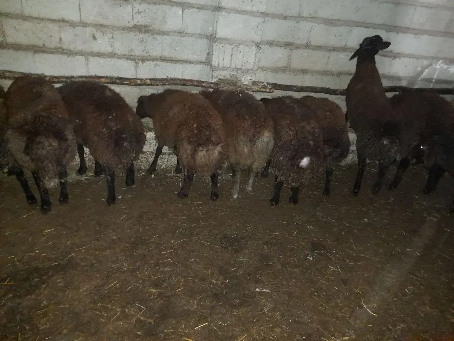 گوشت بره نر ارگانیک|حیوانات مزرعه|سیه رود, |دیوار