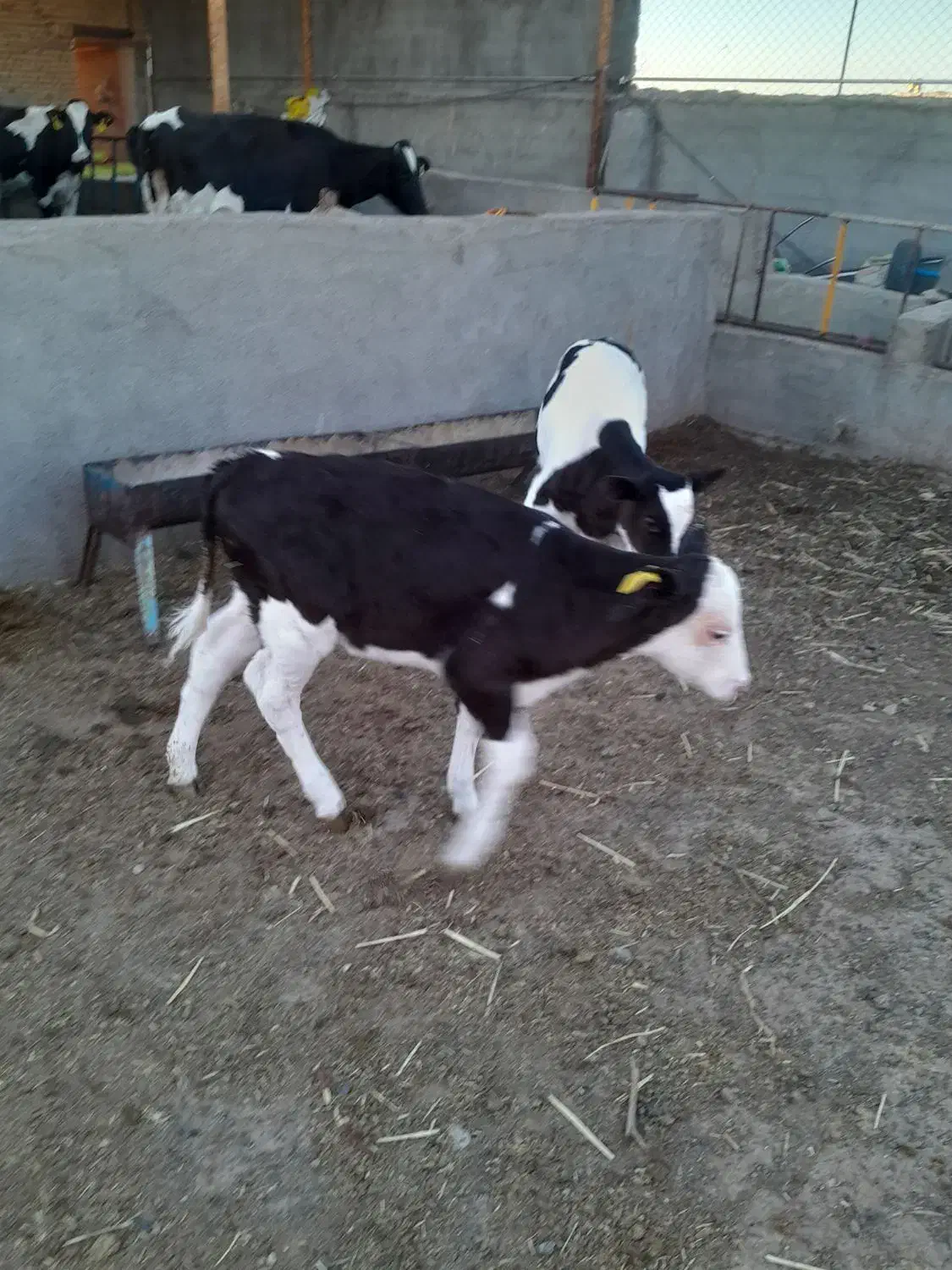 با سلام دو راس گوساله بفروش میرسد|حیوانات مزرعه|باشتین, |دیوار