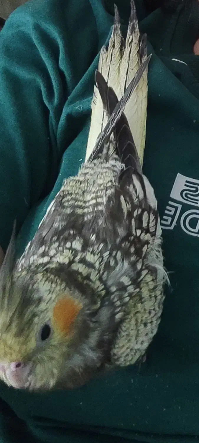 عروس هلندی گم شده|حیوانات|اهواز, کیانپارس |دیوار