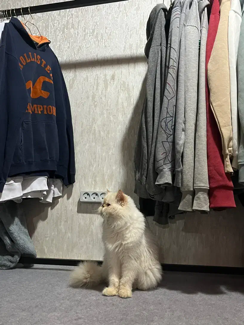 گربه سفید پرشین|حیوانات|بوشهر, |دیوار