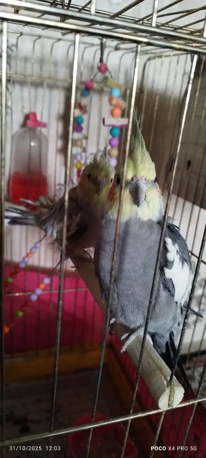 یک جفت عروس هلندی مولد|پرنده|مشهد, جاهد شهر|دیوار