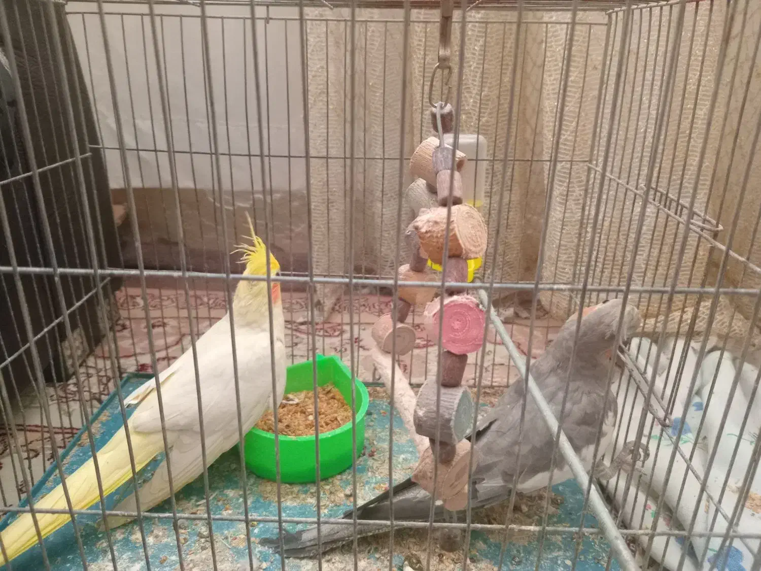 دوعددطوطیعروس|پرنده|رشت, شهرک صبا|دیوار