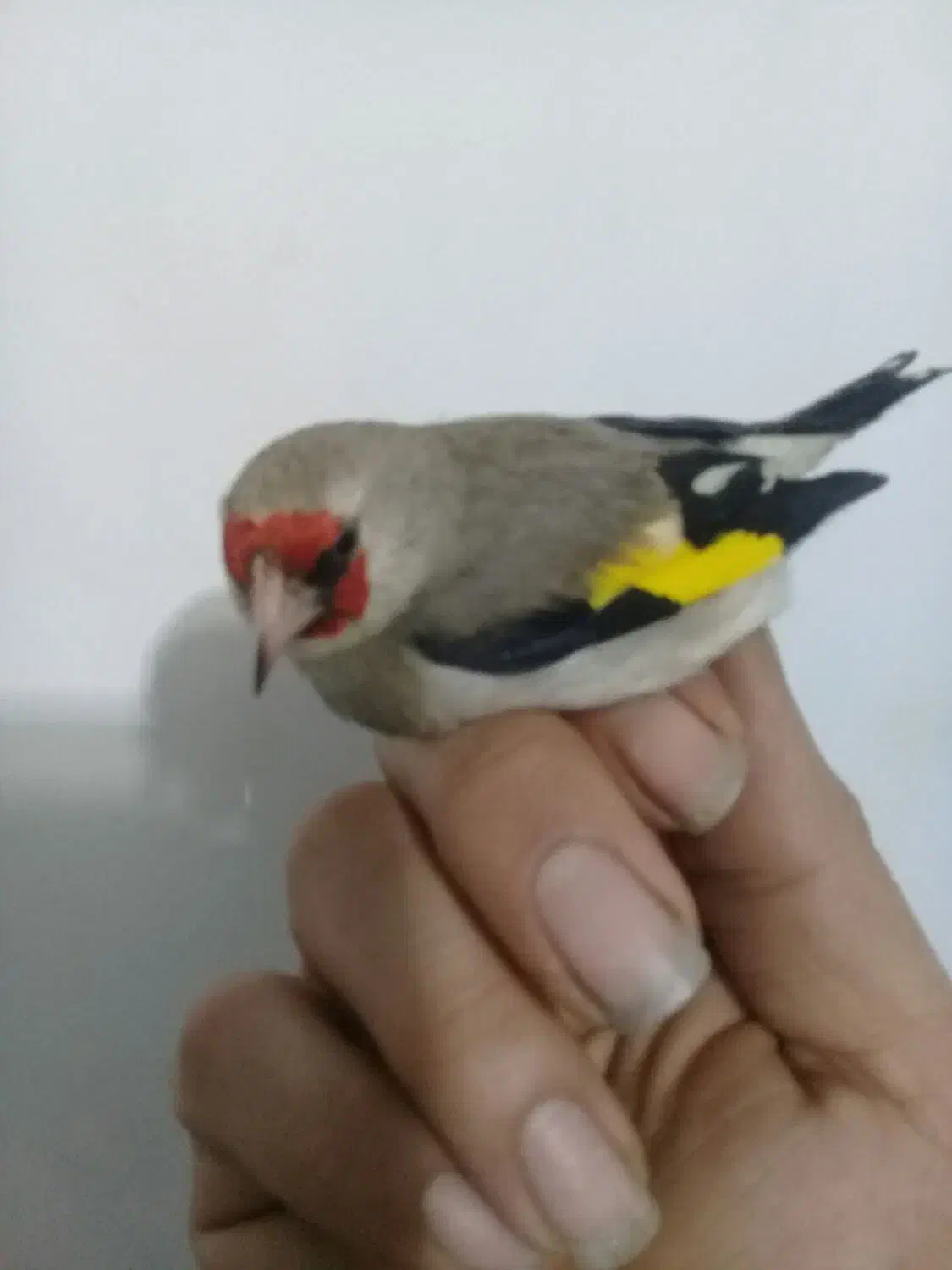 سهره نر|پرنده|رشت, تازه آباد|دیوار