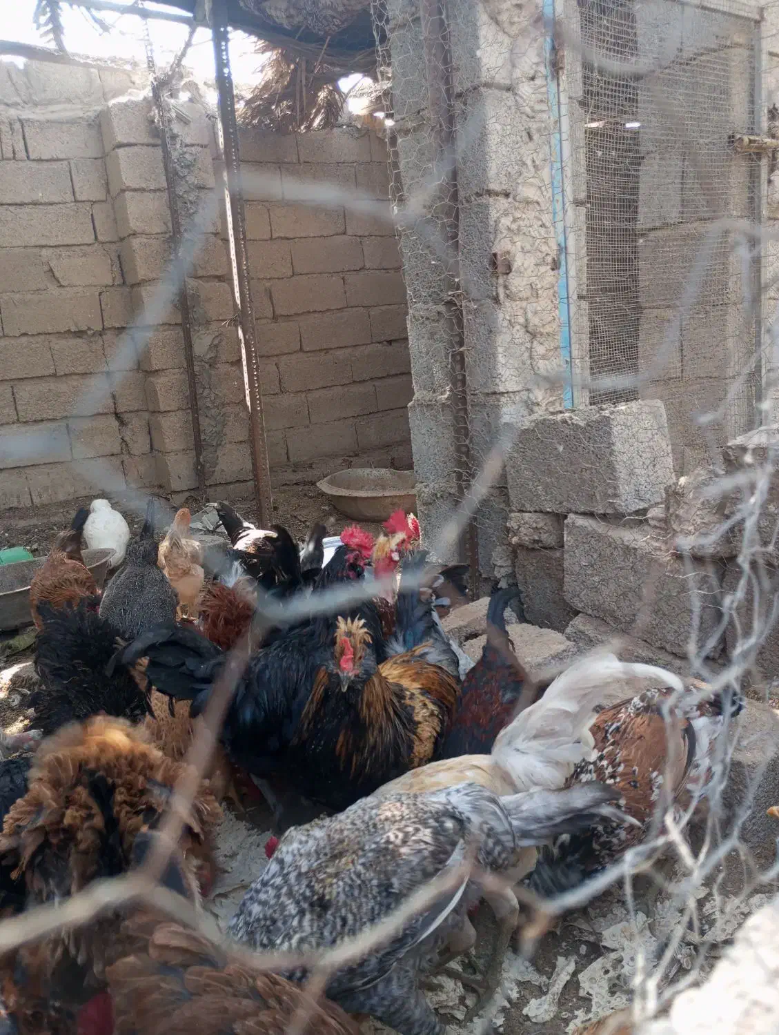 مرغ وخروس|حیوانات مزرعه|ریگ, |دیوار