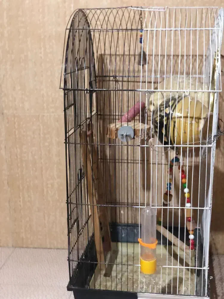 قفس|لوازم جانبی حیوانات|میناب, |دیوار