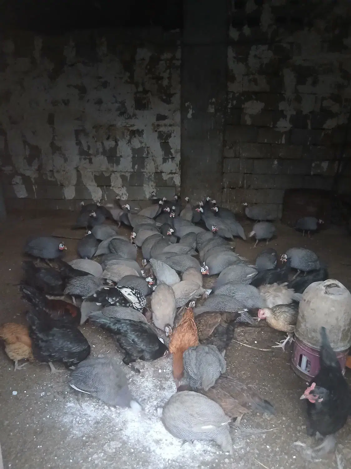 بیست تا شاخک دانه ای پانصد به فروش می رسد|حیوانات مزرعه|نیمروز, |دیوار